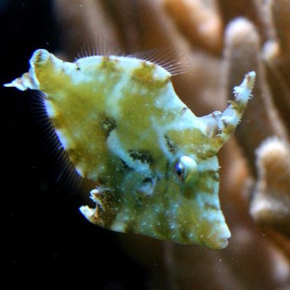 Acreichthys tomentosus S – Matted Filefish - Ψάρια Θαλασσινού