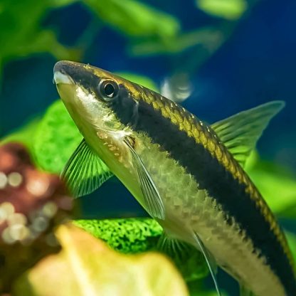 Crossocheilus Oblongus – Siamese Algae Eater 5cm - Ψάρια Γλυκού