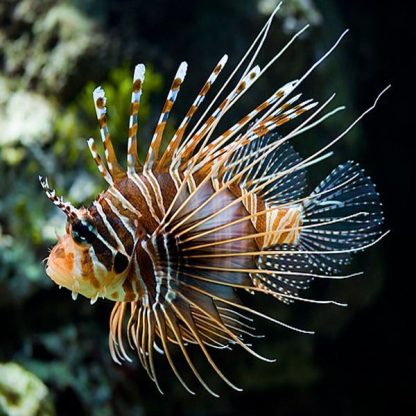 Pterois antennata - Broadbarred Firefish M