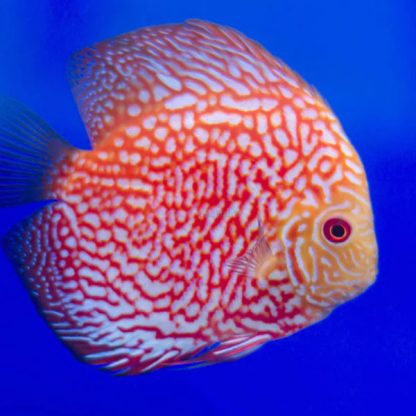 Symphysodon discus – Red Pigeon Discus 5cm - Ψάρια Γλυκού