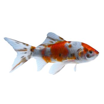 Carassius auratus – Comet Shubunkin 8-9cm - Ψάρια Γλυκού