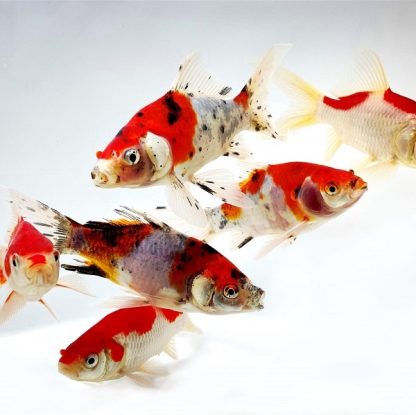 Carassius auratus – Comet Shubunkin 8-9cm - Ψάρια Γλυκού