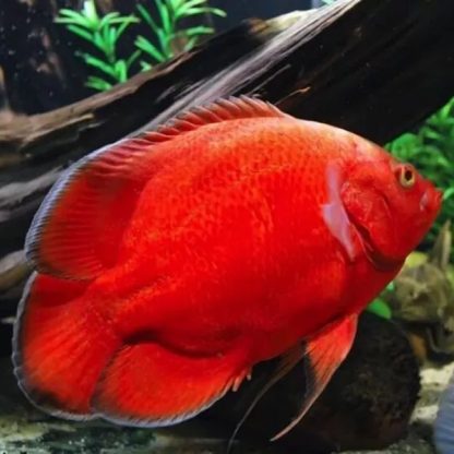 Astronotus ocellatus – Super Red Oscar 7.5cm - Ψάρια Γλυκού