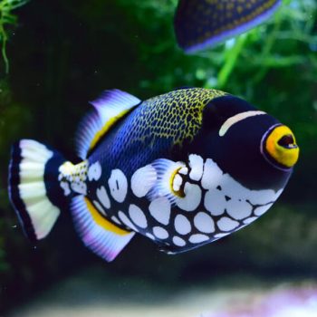 Balistoides conspicillum - Clown Triggerfish Adult L