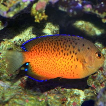 Centropyge ferrugatus- Rusty AngelFish - Ψάρια Θαλασσινού