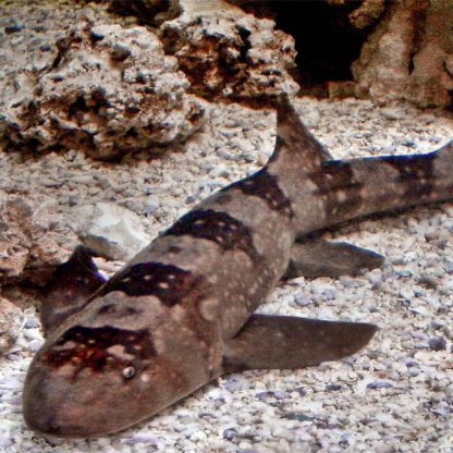 Chiloscyllium plagiosum – Bamboo cat Shark L - Ψάρια Θαλασσινού