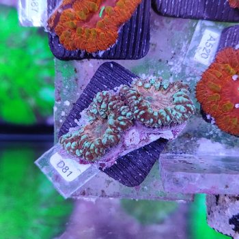 Blastomussa D81 - Frags