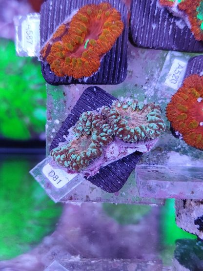 Blastomussa D81 - Frags
