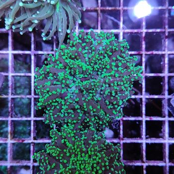 Euphyllia yaeyamaensis B540 - Frags