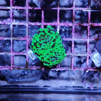 Euphyllia paraancora D46 - Frags