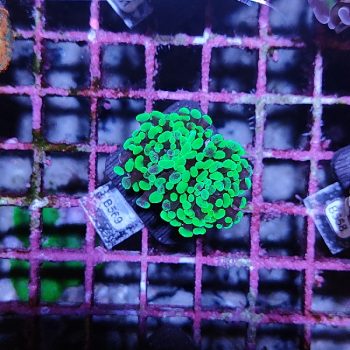 Euphyllia paraancora B569 - Frags