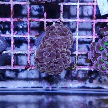 Euphyllia paraancora D88 - Frags