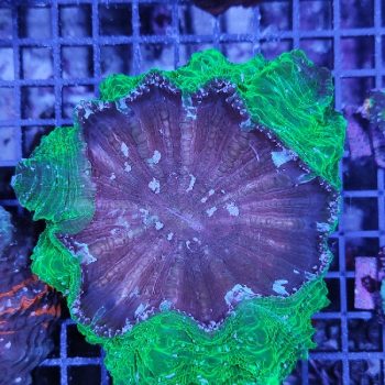 Acanthophyllia deshayesiana metallic green (30253) - Μητρικές αποικίες