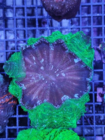Acanthophyllia deshayesiana metallic green (30253) - Μητρικές αποικίες