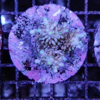 Acropora A79 - Μητρικές αποικίες