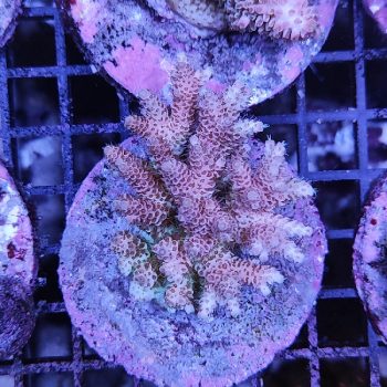 Acropora A52 - Μητρικές αποικίες