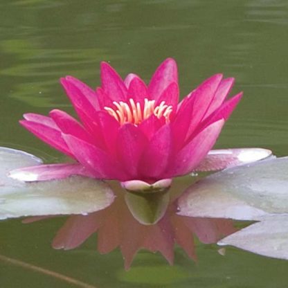 Nymphaea Attraction – Red Water Lily Large - Φυτά για Λίμνη