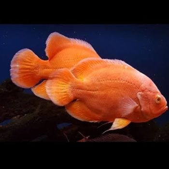 Astronotus ocellatus - Pigeon Blood Red Oscar 10cm