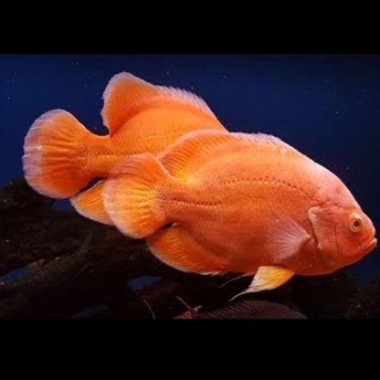 Astronotus ocellatus - Pigeon Blood Red Oscar 10cm