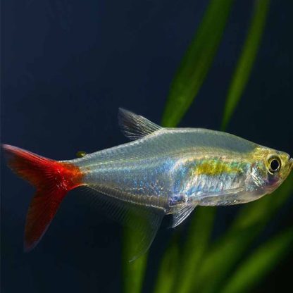 Prionobrama filigera – Glass Bloodfin Tetra - Ψάρια Γλυκού
