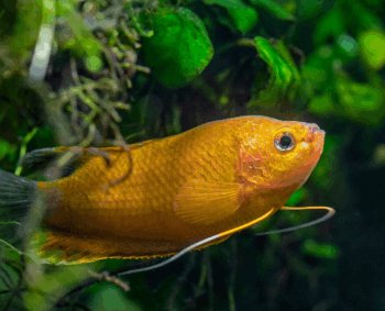 Trichogaster trichopterus - Gold Gourami M