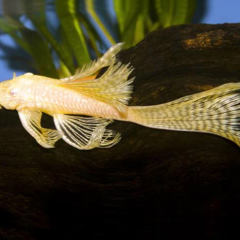 Ancistrus sp. - Ancistrus Albino Longfin 8cm