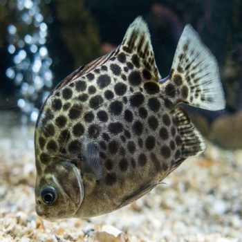 Scatophagus argus - Green Scats