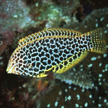 Macropharyngodon meleagris M - Leopard Wrasse Female