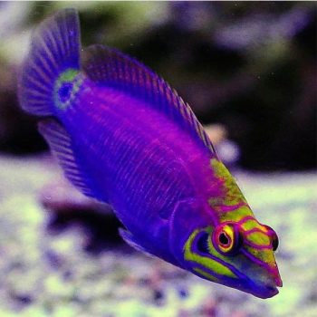Pseudocheilinus ocellatus S- MYSTERY Wrasse Adult