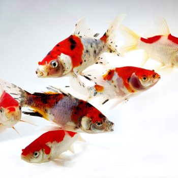 Carassius auratus - Shubunkin Red 7.5cm