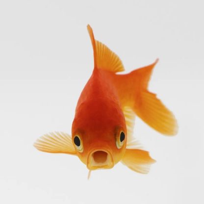 Carassius auratus – Red Common Goldfish 7.5cm - Ψάρια Γλυκού