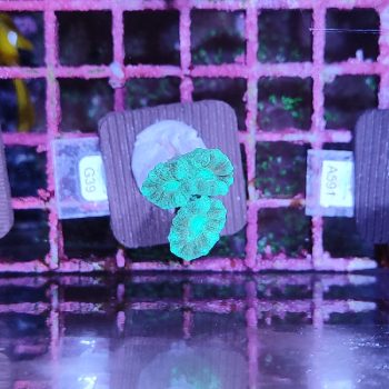 Caulastrea G39 - Frags