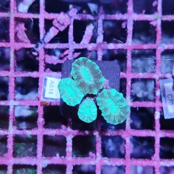 Caulastrea A518 - Frags