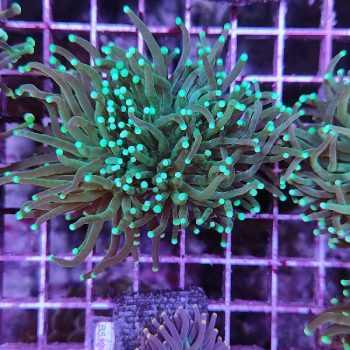 Euphyllia glabrenscens B590 - Frags