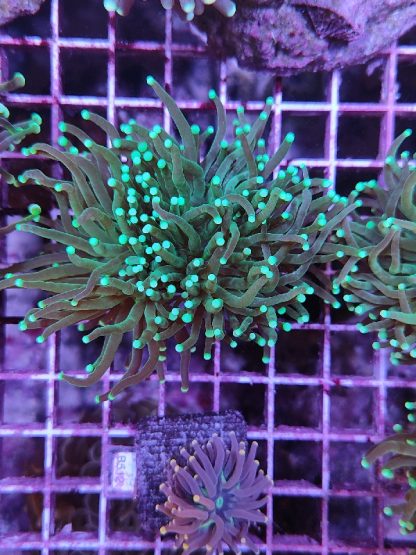 Euphyllia glabrenscens B590 - Frags