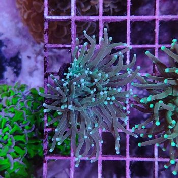 Euphyllia glabrenscens B561 - Frags