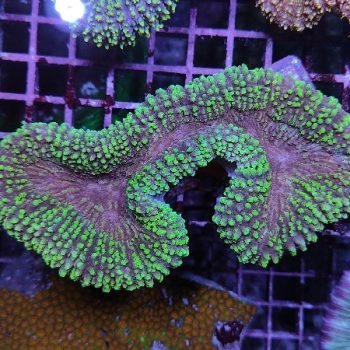 Lobophyllia A56 - Μητρικές αποικίες