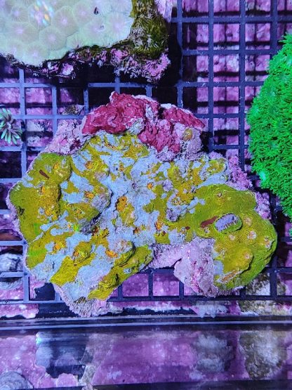 Echinophyllia sp. gold/blue - Μητρικές αποικίες