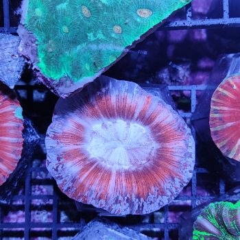 Trachyphyllia B565 - Μητρικές αποικίες