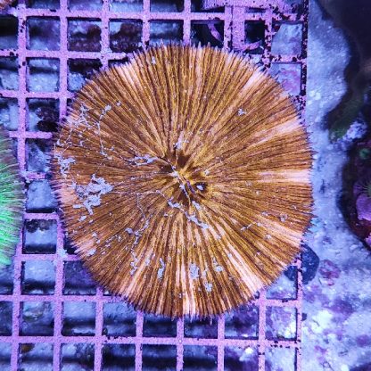Fungia metallic orange - Hot Coral Offers