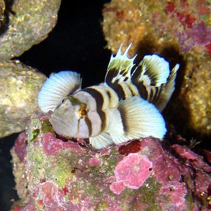 Priolepis nocturna-White tiger goby - Ψάρια Θαλασσινού