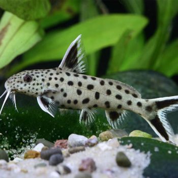 Synodontis petricola – Dwarf Lake Synodontis 3.5cm - Ψάρια Γλυκού