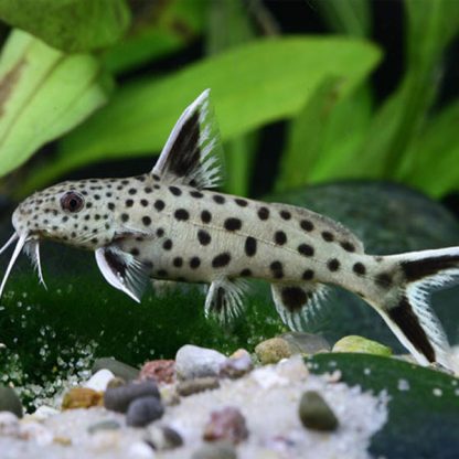 Synodontis petricola – Dwarf Lake Synodontis 2.5cm - Ψάρια Γλυκού