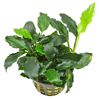 Tropica Anubias barteri var. nana ’Kirin’ - Φυτά για Ενυδρεία