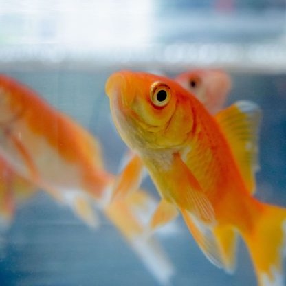 Carassius auratus – Red Common Goldfish 7.5cm - Ψάρια Γλυκού