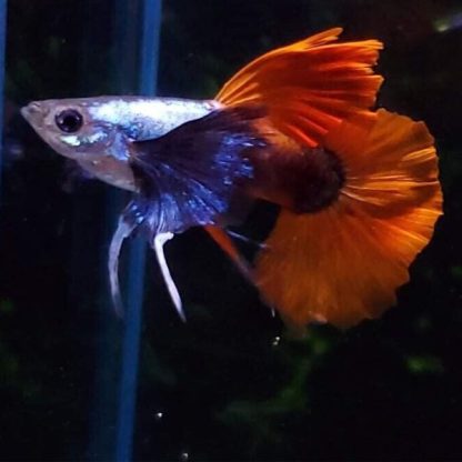 Poecilia reticulata – Guppy Platinum Red Tail Big Ear (Male) 2.5-3cm