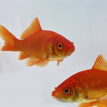 Carassius auratus – Red Common Goldfish 7.5cm - Ψάρια Γλυκού