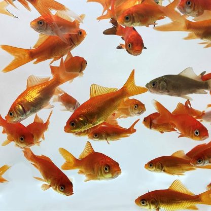 Carassius auratus – Red Common Goldfish 7.5cm - Ψάρια Γλυκού