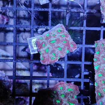 Favites D82 - Frags