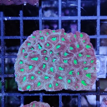 Favites G53 - Frags